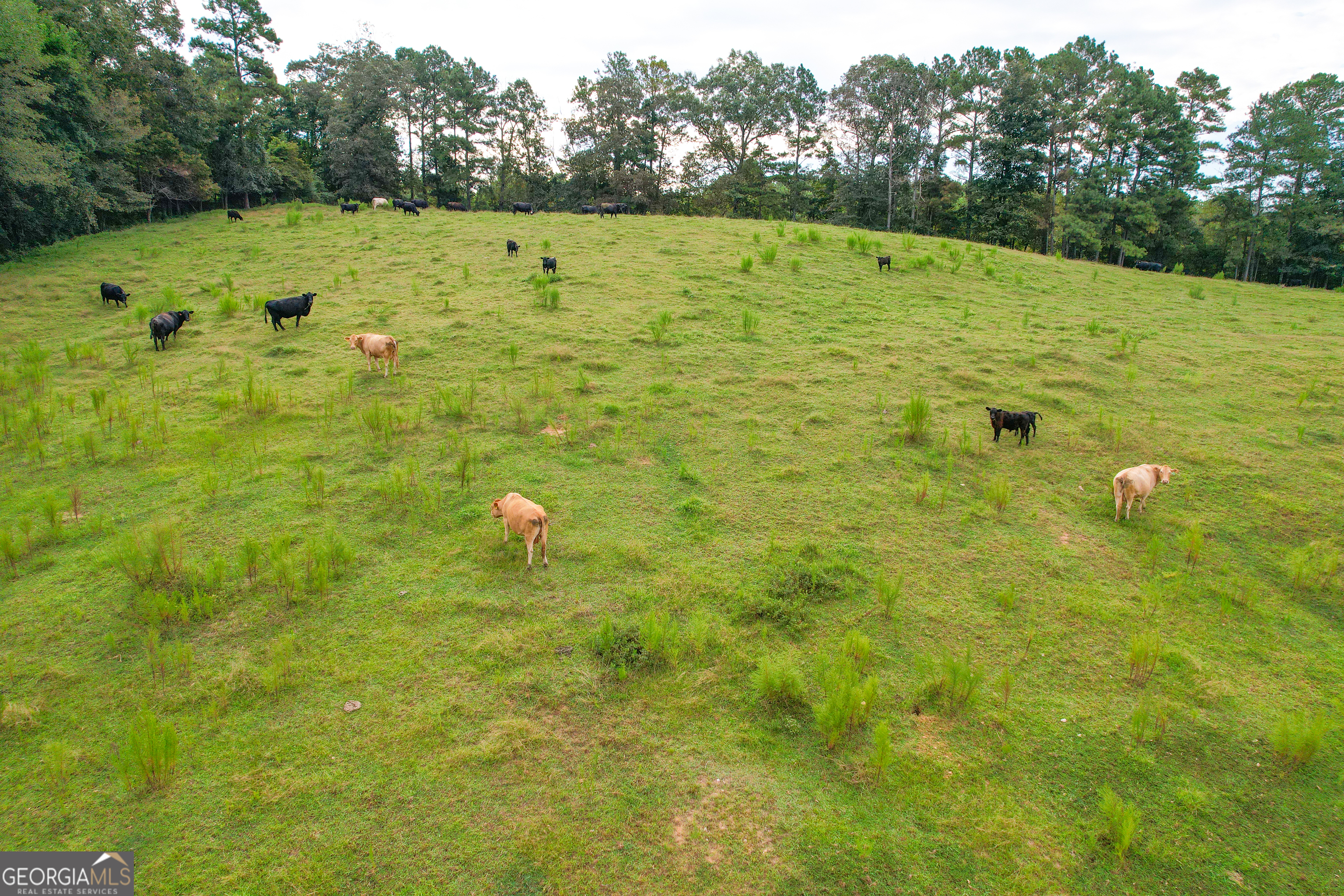 295 J Davis Road Tallapoosa, GA 30176 - Photo 3 of 36