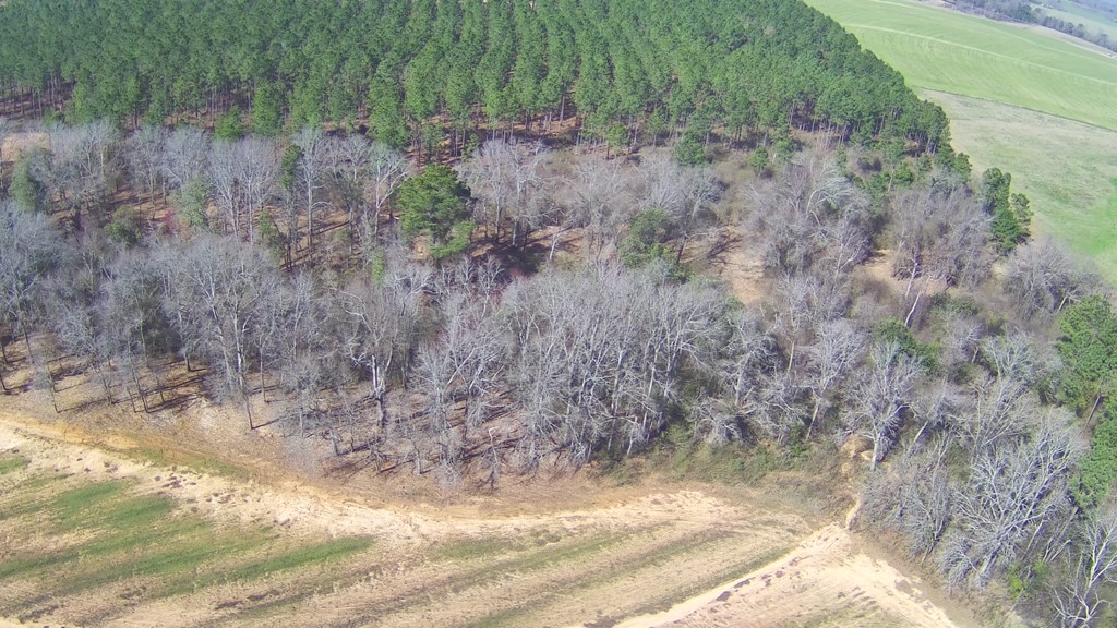 4 Culver Road Newville, AL 36353 - Photo 3 of 6