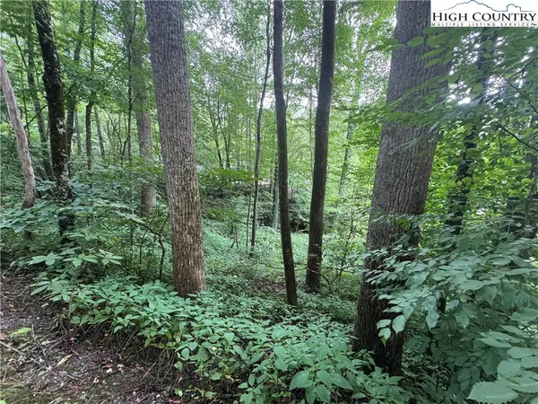 a view of forest