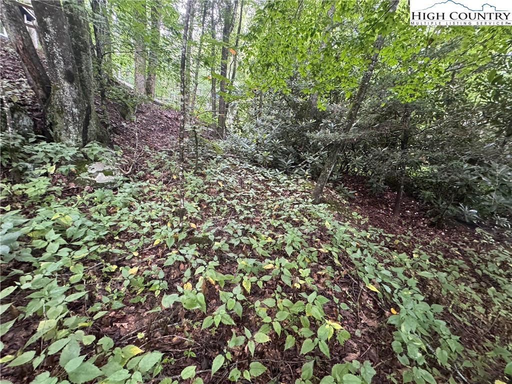 Clubhouse Drive Banner Elk, NC 28604 - Photo 11 of 18 a view of a forest with lots of trees