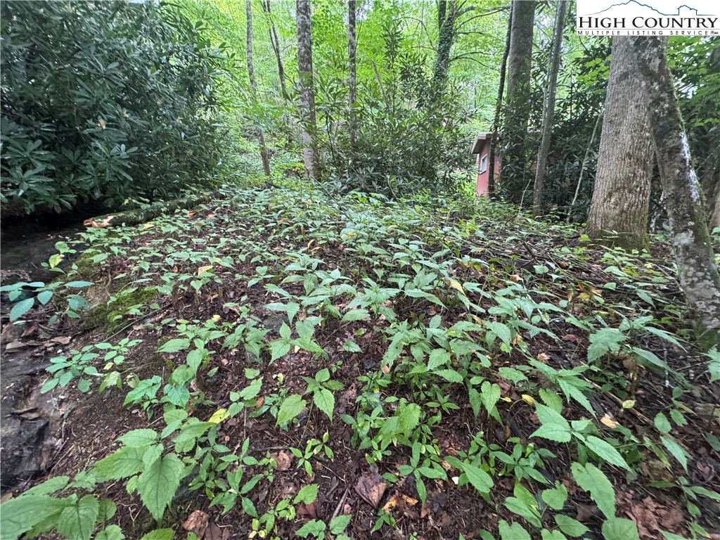 Clubhouse Drive Banner Elk, NC 28604 - Photo 12 of 18 a view of a lush green forest