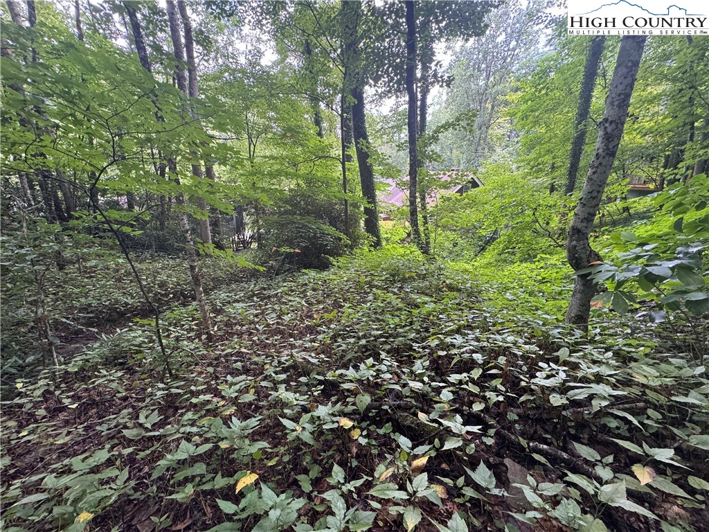 Clubhouse Drive Banner Elk, NC 28604 - Photo 10 of 18 a view of a forest with trees