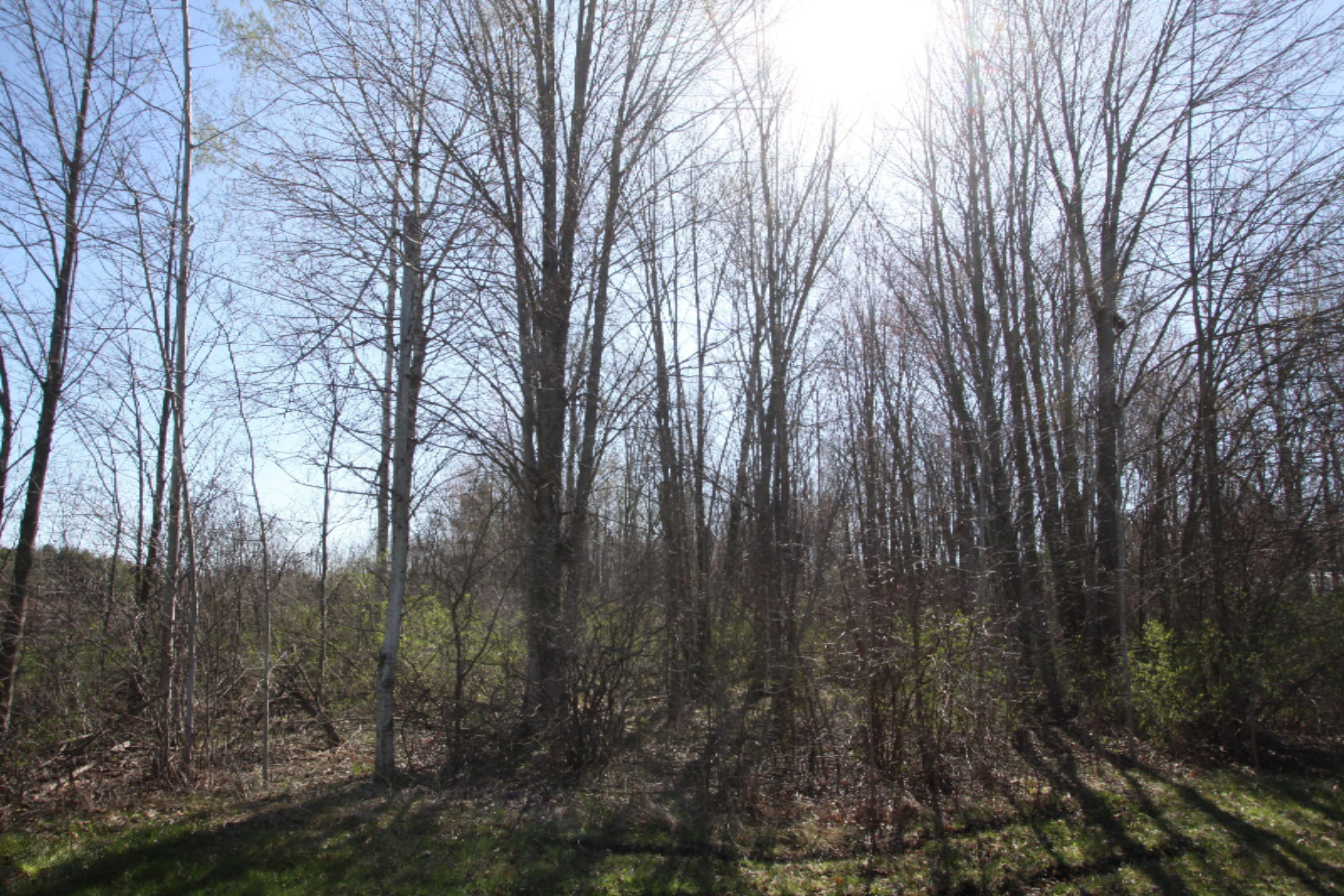 0 Holton Road Twin Lake, MI 49457 - Photo 2 of 6 IMG_4011