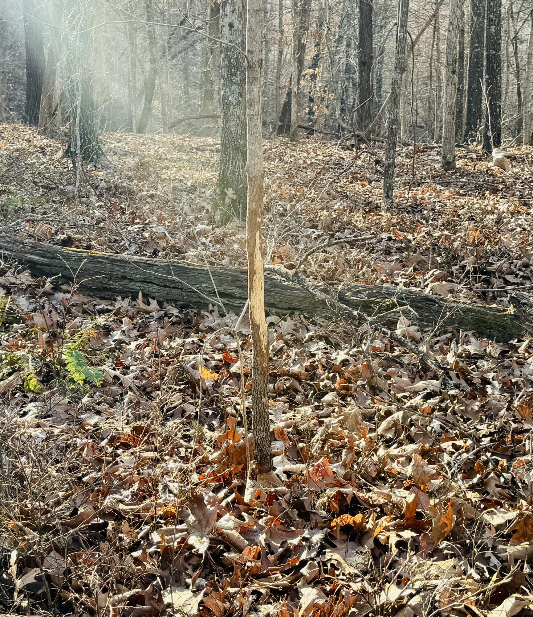 795 Anthony Road Pineville, MO 64856 - Photo 79 of 95 Fall-Deer Rub