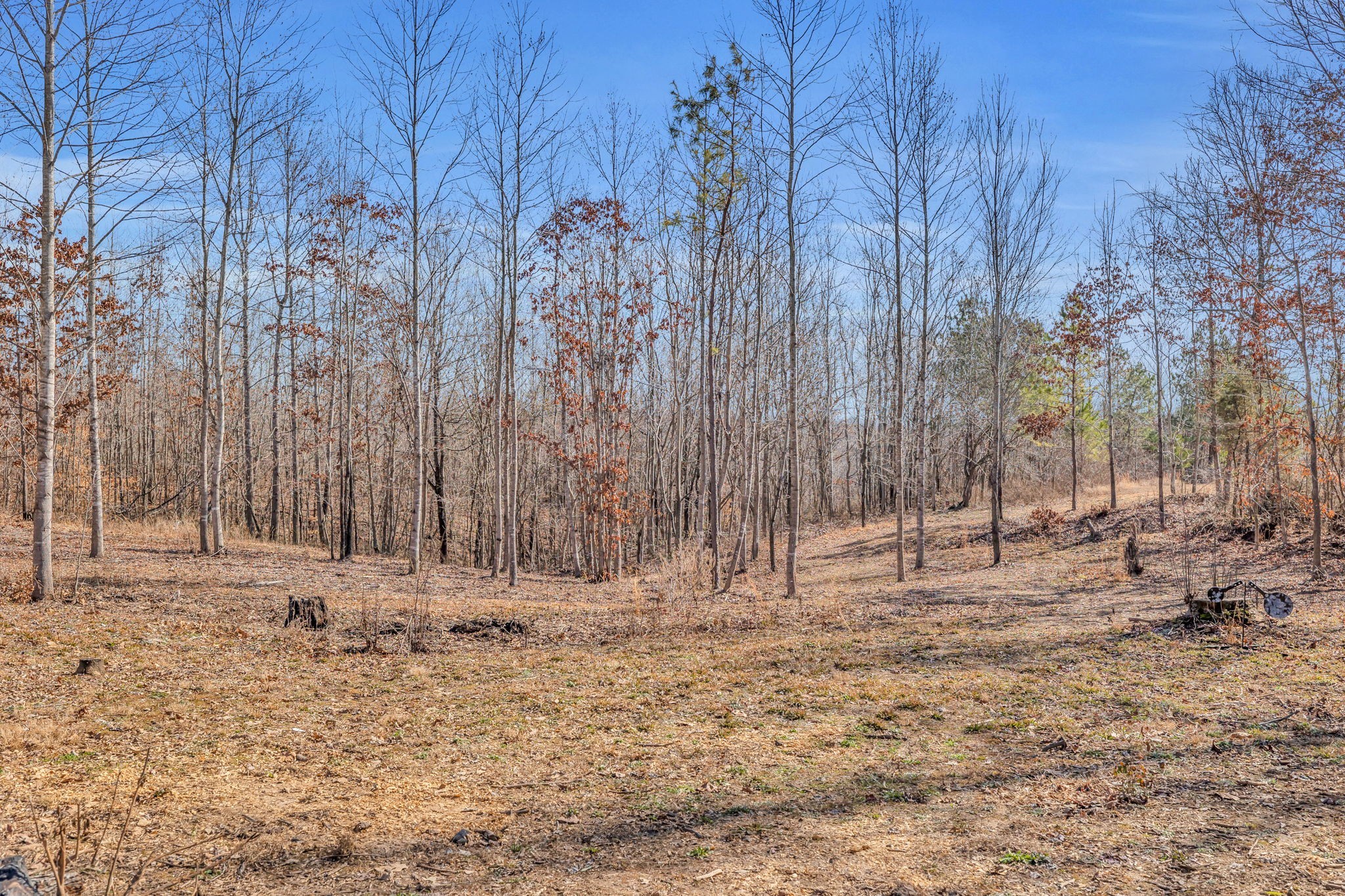 262 Deer Haven Road Indian Mound, TN 37079 - Photo 9 of 29