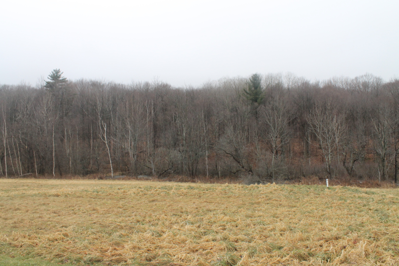 Rear Yard and woods
