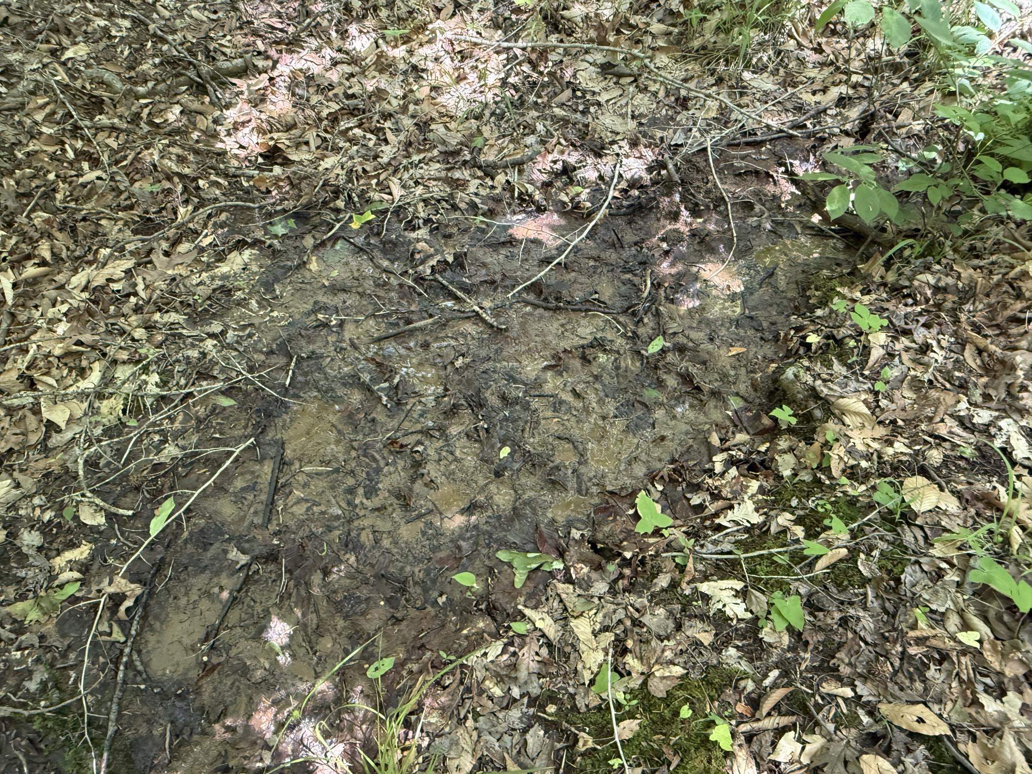 1 Carter Road Saltillo, TN 38370 - Photo 10 of 40 a view of a tree