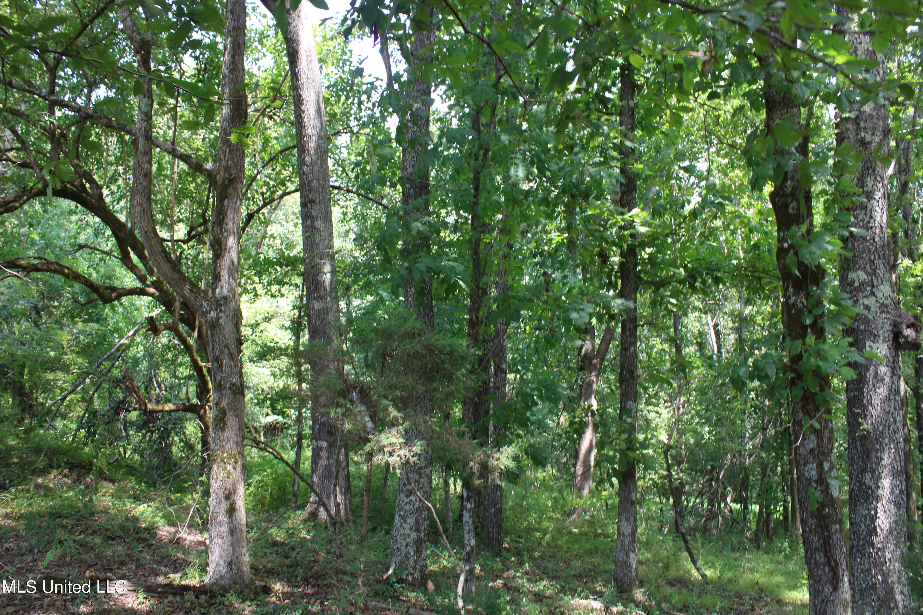 1000 Yarbrough Chapel Road Holly Springs, MS 38635 - Photo 20 of 50 IMG_1839