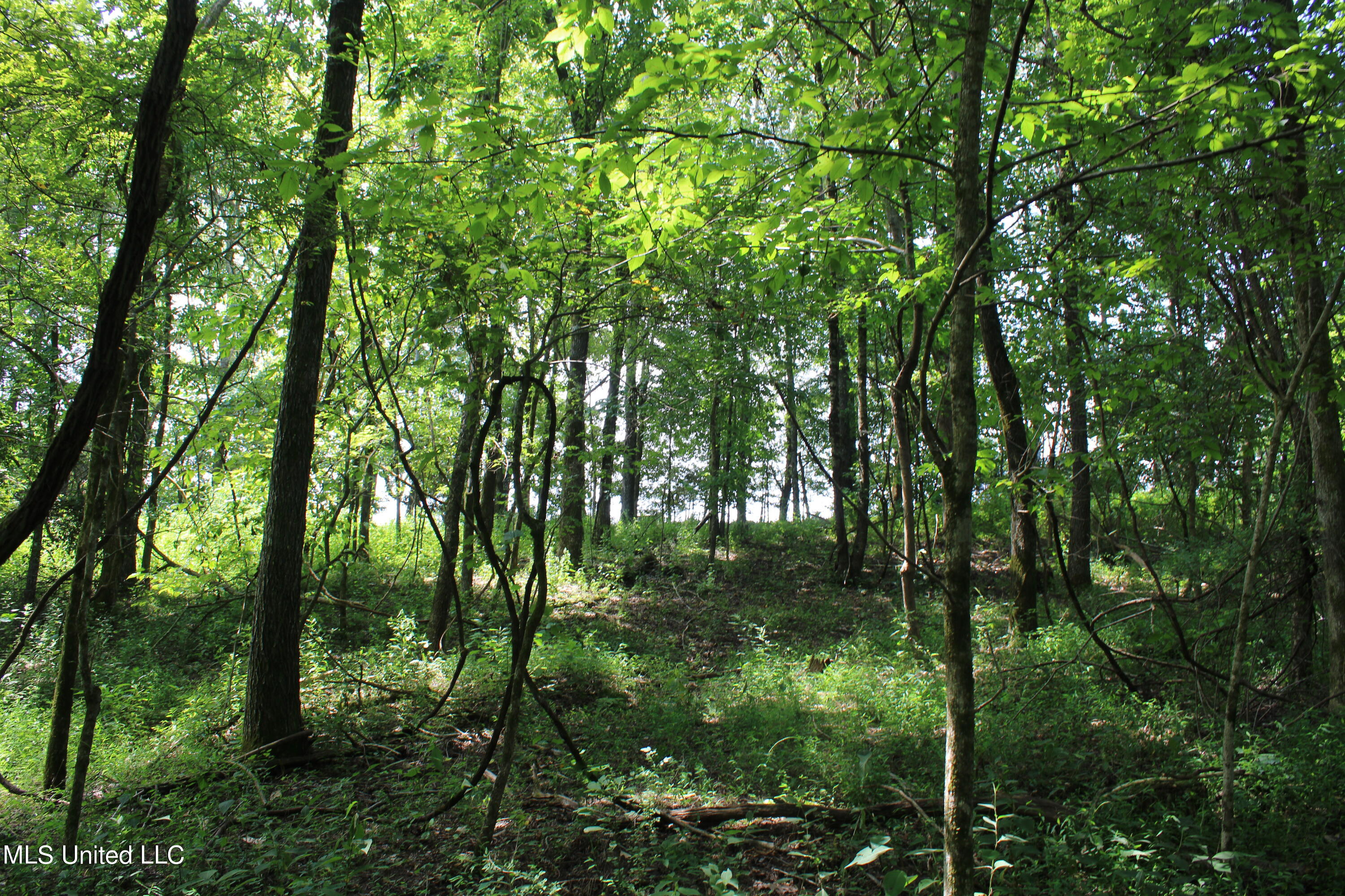 1000 Yarbrough Chapel Road Holly Springs, MS 38635 - Photo 23 of 50 IMG_1845