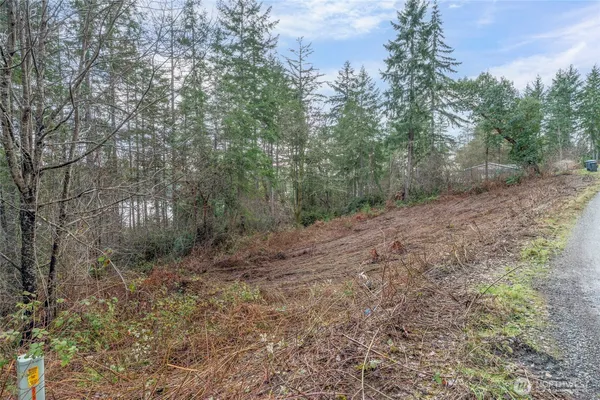a view of a forest with trees in the background