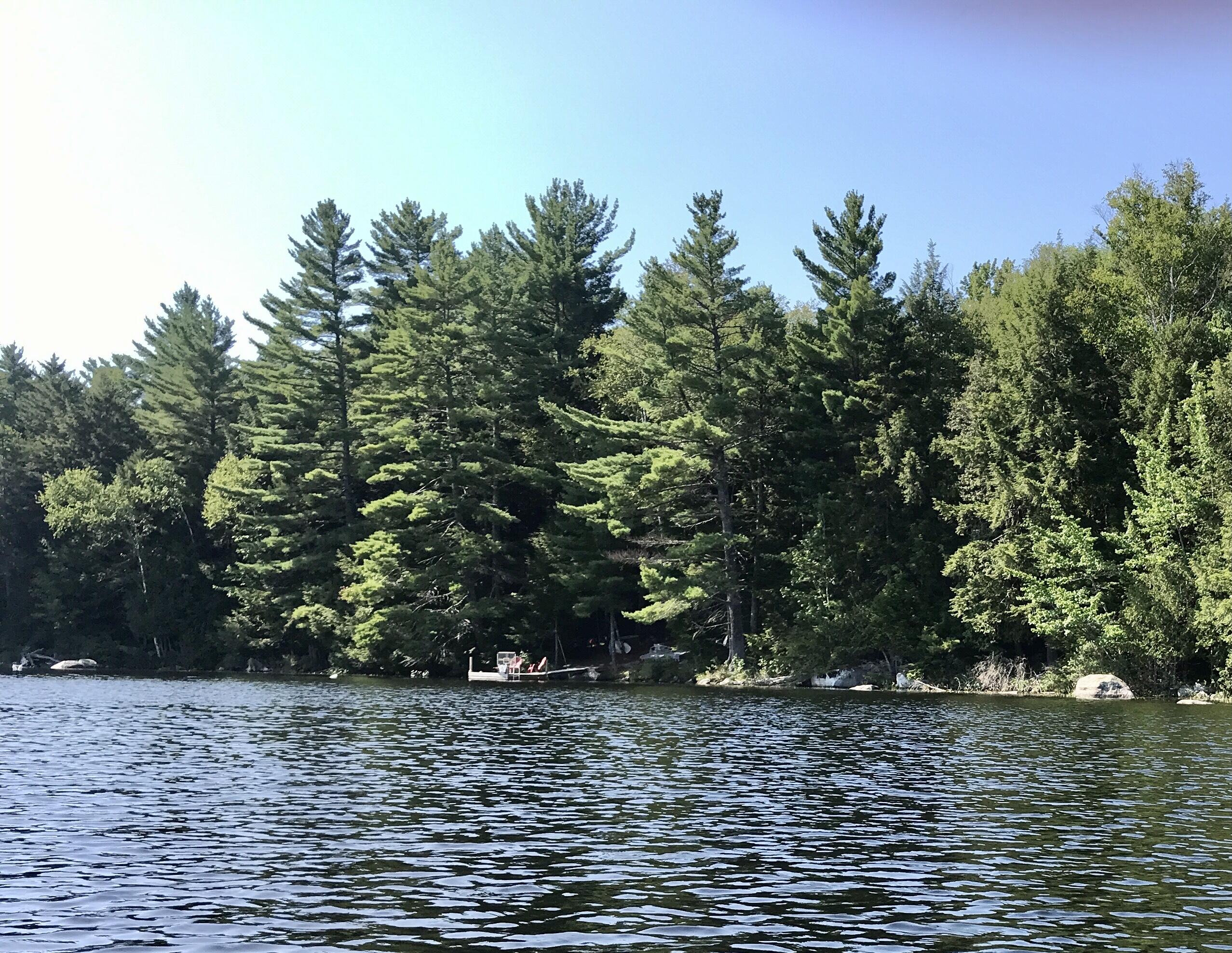 1790 Houston Road Lincoln, ME 04457 - Photo 57 of 67 View from the lake, mature softwoods...