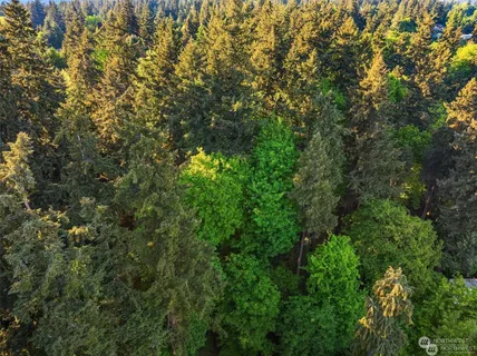 a view of a lush green forest