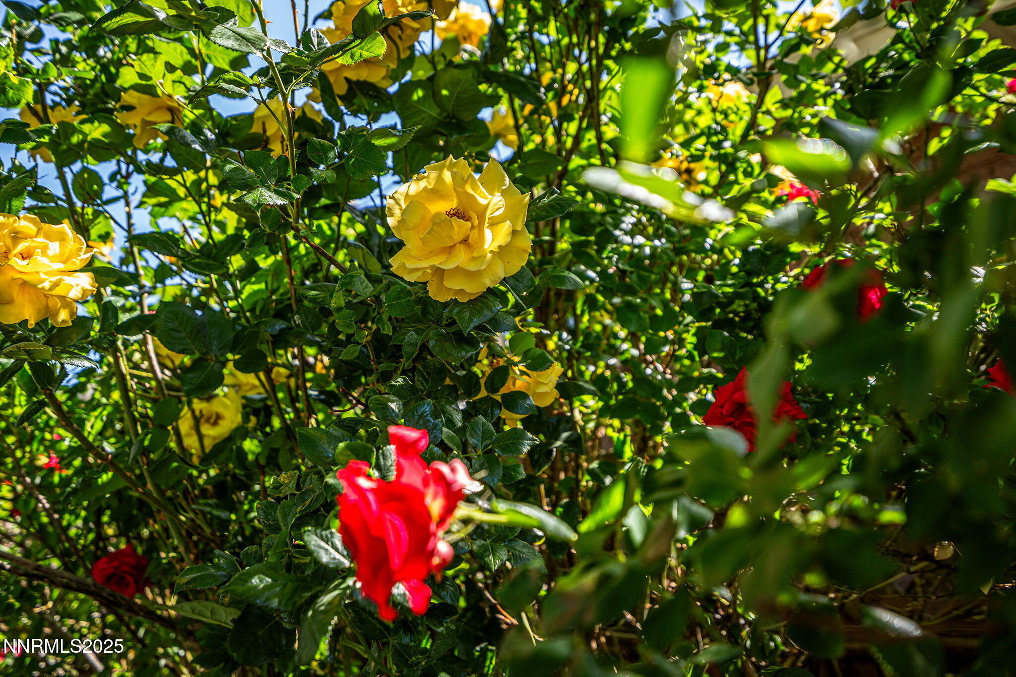 704 Roberts Street Reno, NV 89502 - Photo 36 of 52 a view of a flower