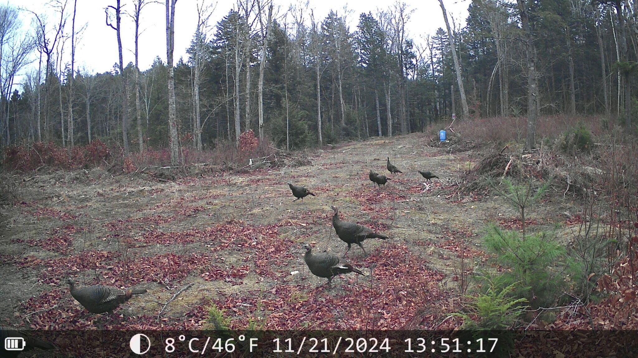 92 Trout Brook Road Ellsworth, ME 04605 - Photo 41 of 43 Wildlife