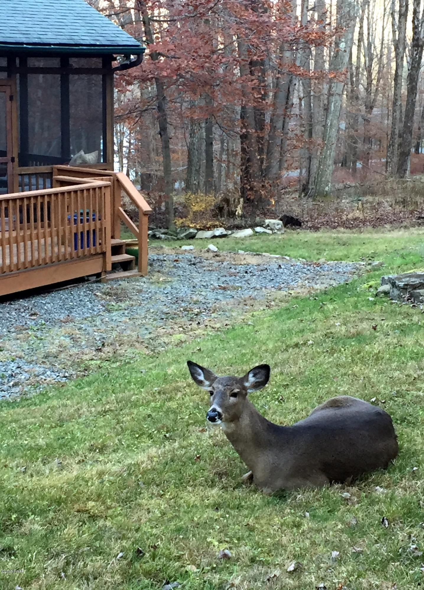 335 Lake Russell Road Newfoundland, PA 18445 - Photo 86 of 87 Daily visitors