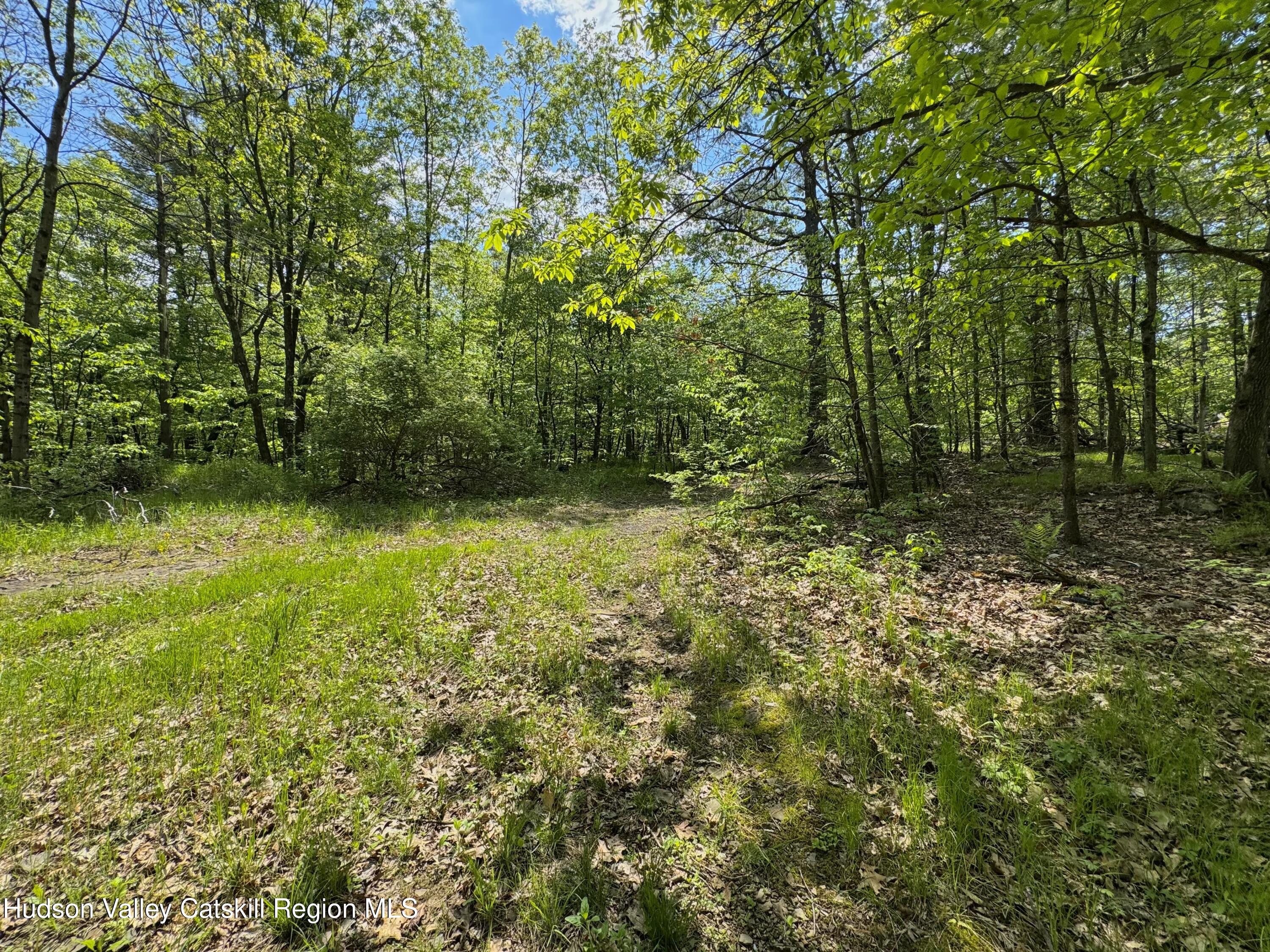 Tbd Bill Matter Road Climax, NY 12042 - Photo 9 of 16 a view of outdoor space and trees