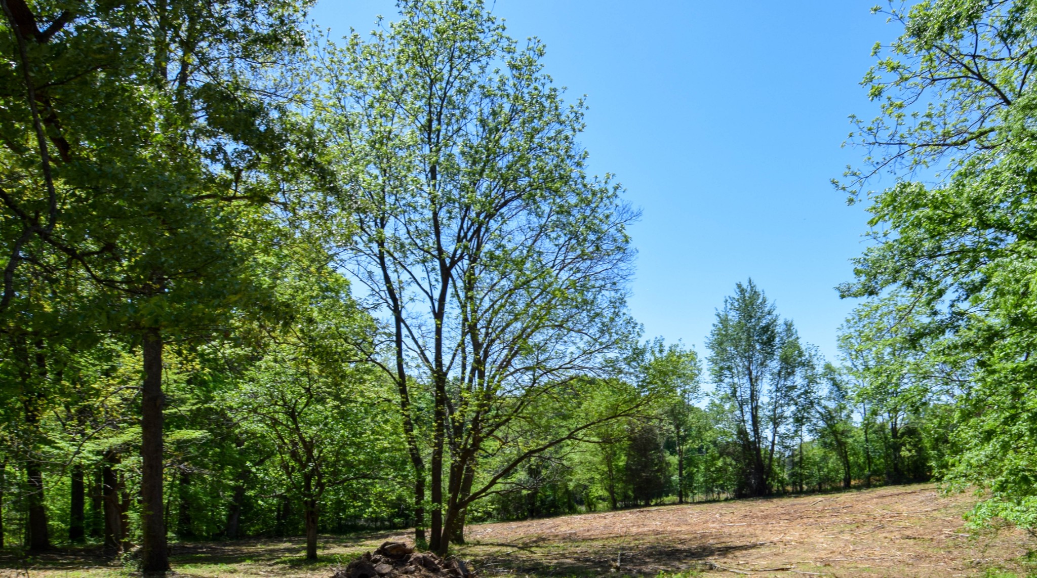 430 S Road Cottontown, TN 37048 - Photo 14 of 20 a view of park with large trees