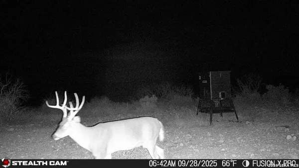 a view of a dry yard with trees