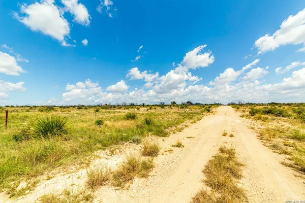a view of a large yard with lots of palm trees