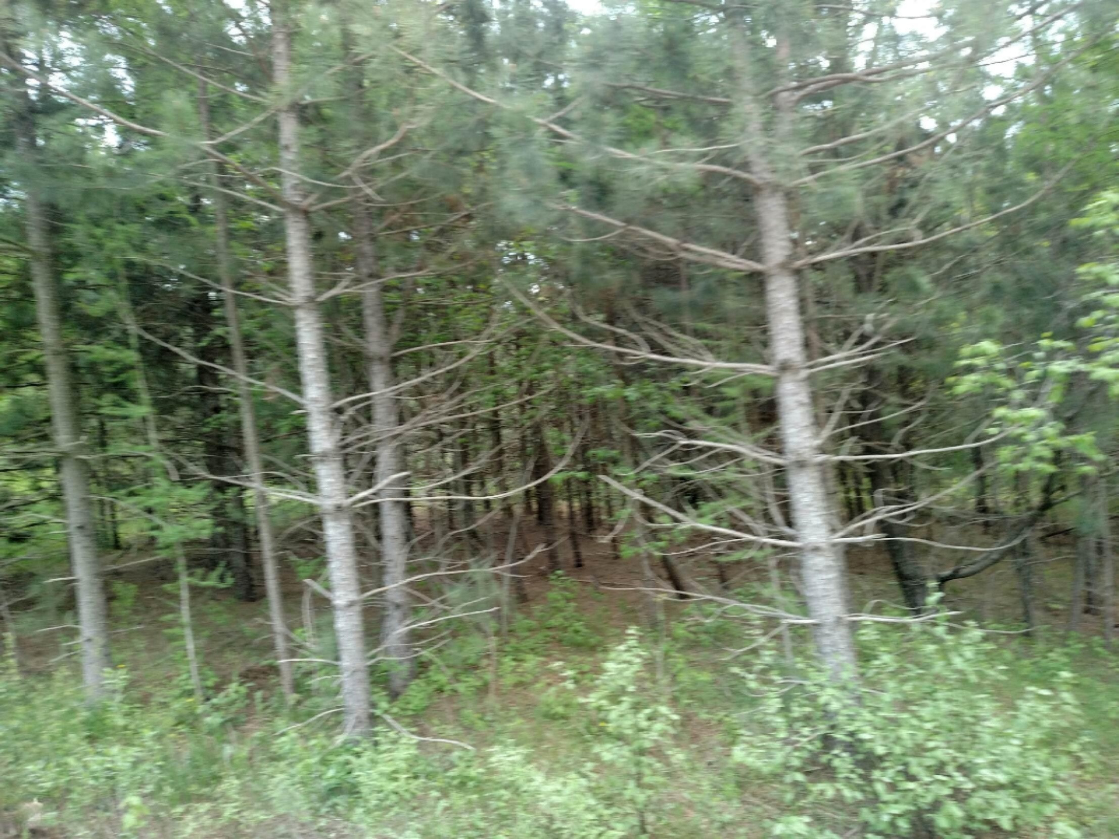 0 Potter Road Kaleva, MI 49645 - Photo 5 of 11 IMG_1080 - Copy