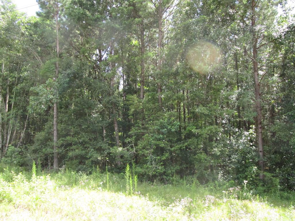 0 State Highway Clio, AL 36017 - Photo 2 of 3