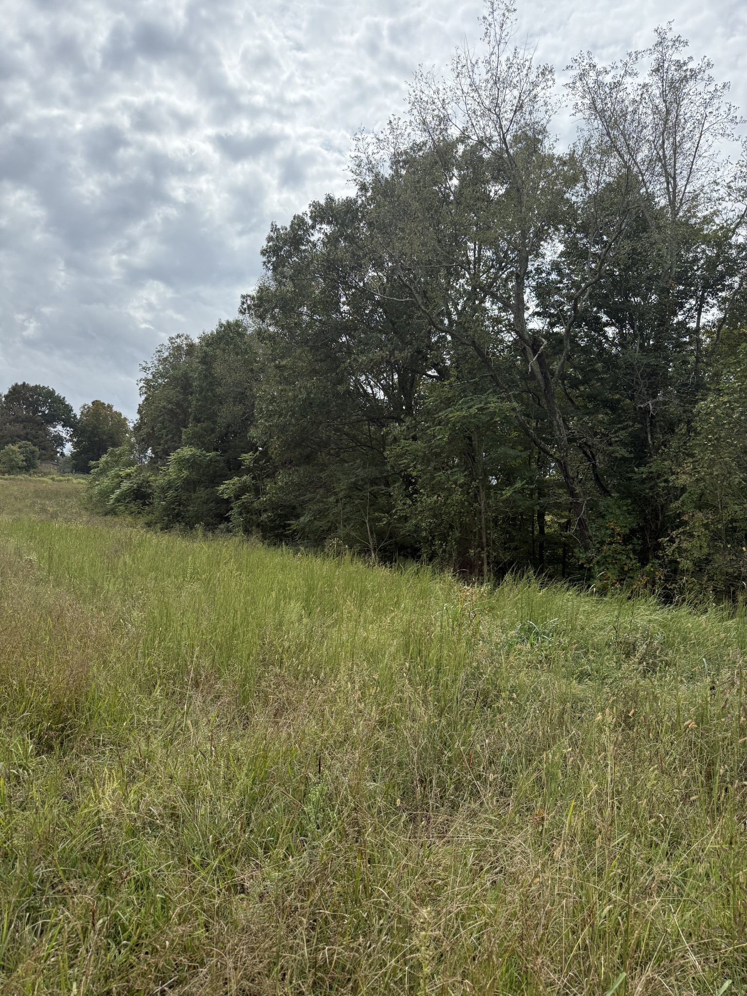 80 Manion Road Lafayette, TN 37083 - Photo 8 of 15 a view of a yard with an outdoor space