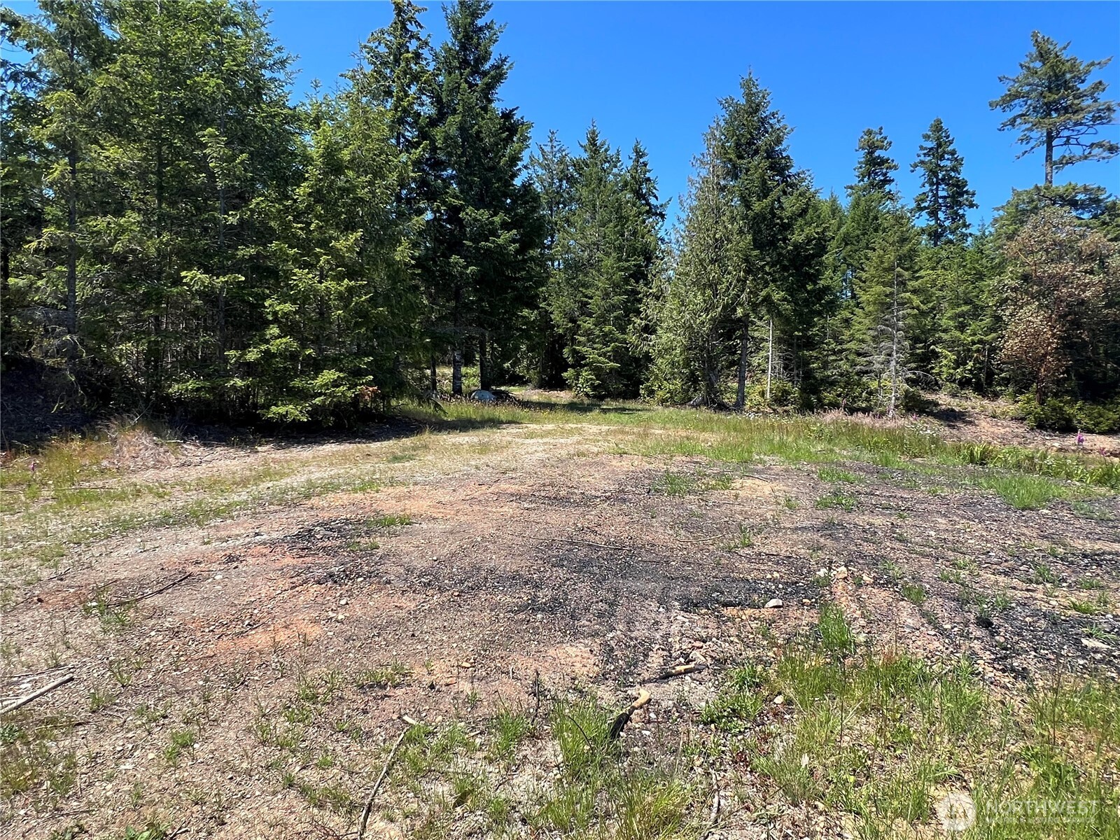 3-xxxx Mt Jupiter Road Brinnon, WA 98320 - Photo 13 of 31 a view of a yard with a tree