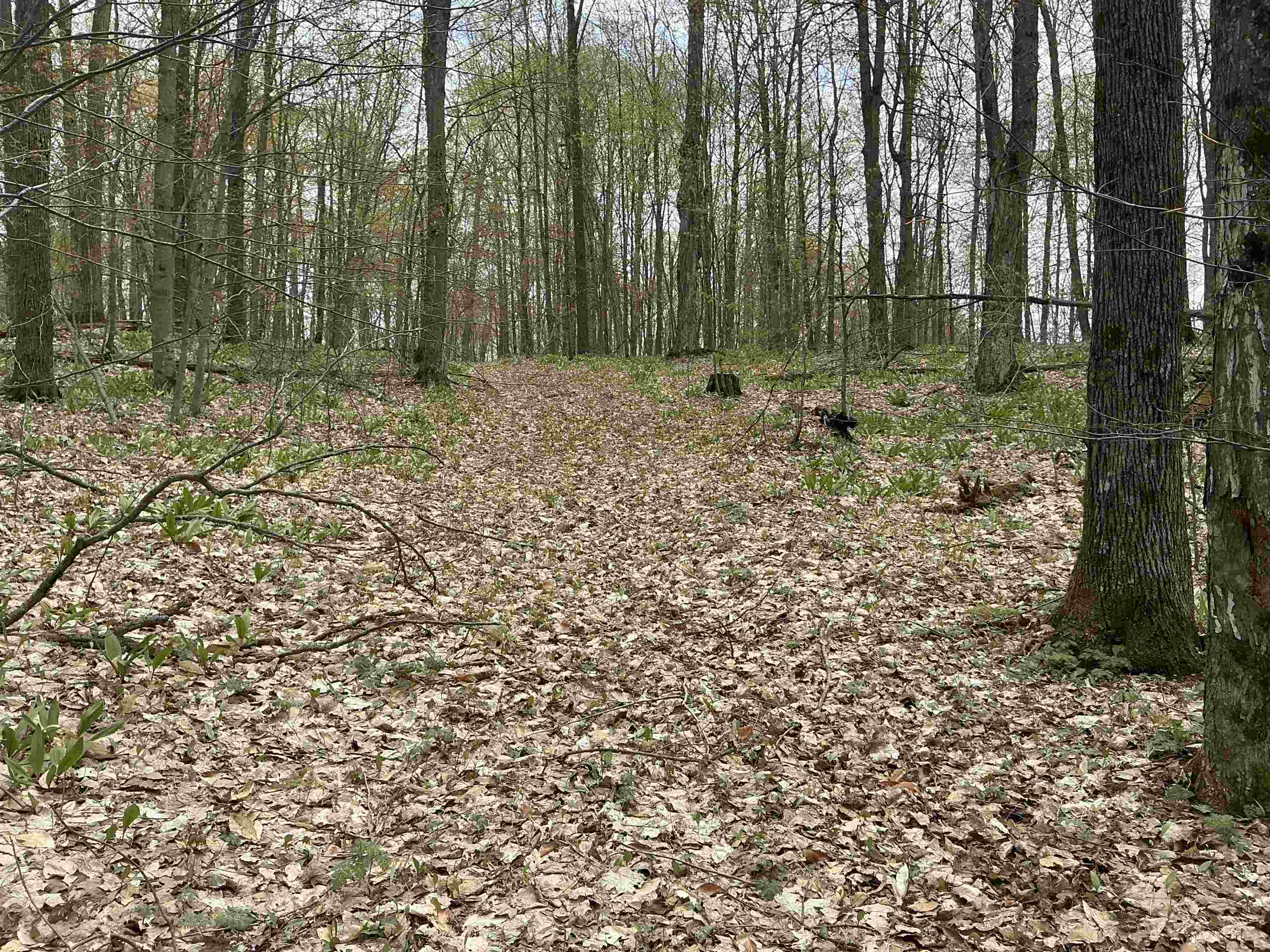 20-acres Zimmerman Road Northwest Alden, MI 49612 - Photo 5 of 11