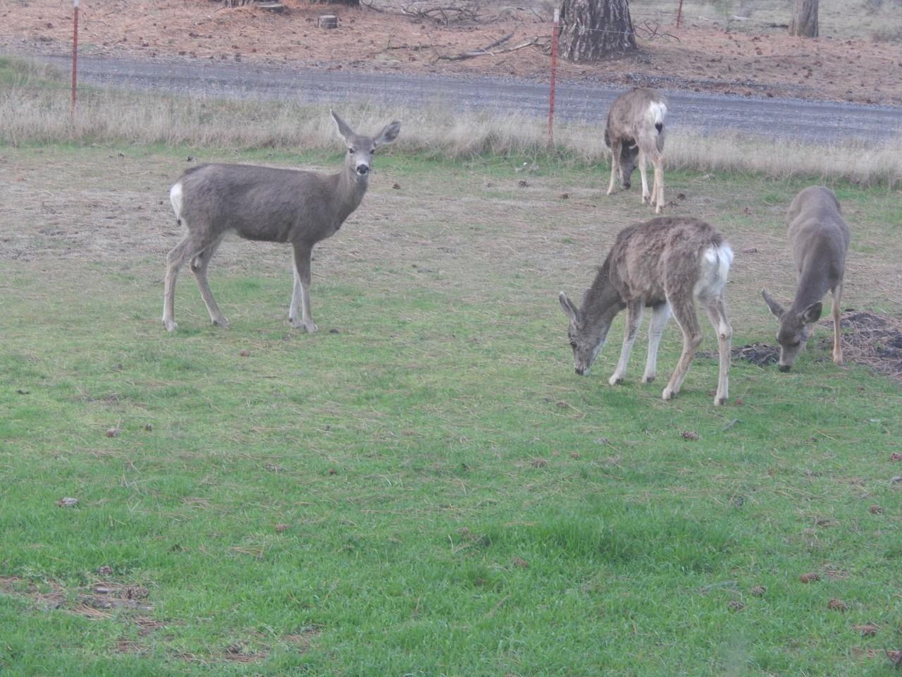 9780 Simpson Canyon Road Klamath Falls, OR 97601 - Photo 8 of 10 Deer