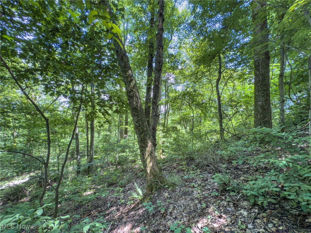 36475 Kinney Ridge Road Woodsfield, OH 43793 - Photo 45 of 50 View of woods