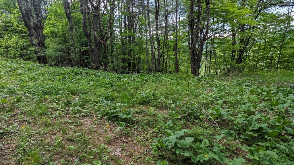0 Button Hill Road South Royalton, VT 05068 - Photo 3 of 4