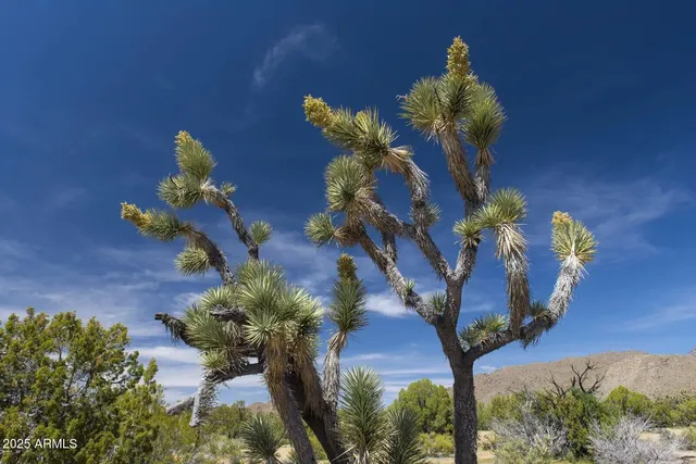 $75,000 | 0 Carmen Road, Yucca, AZ 86438