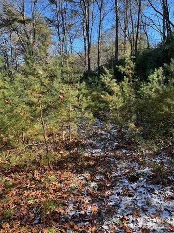 a view of a yard with plants and trees
