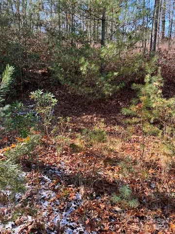 a view of a forest with a tree