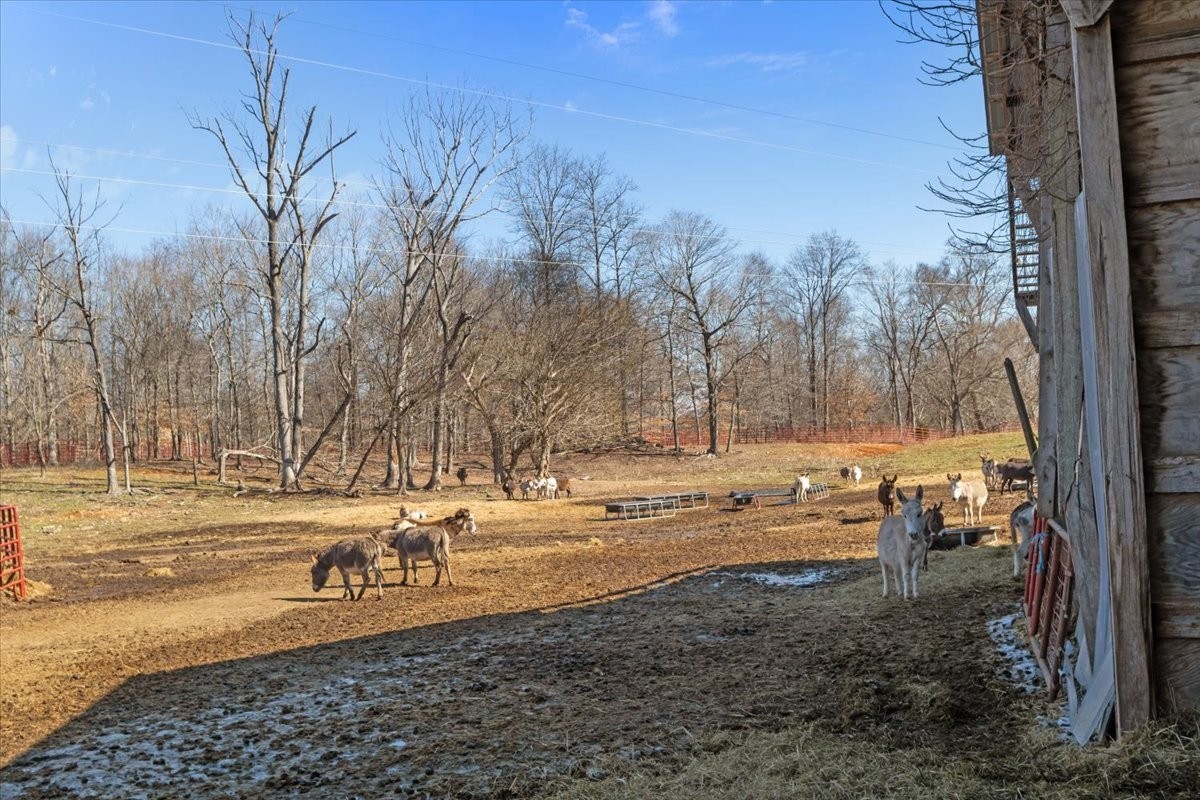 1429 Hunley Branch Road Charlotte, TN 37036 - Photo 20 of 51 a view of dirt yard with a large tree