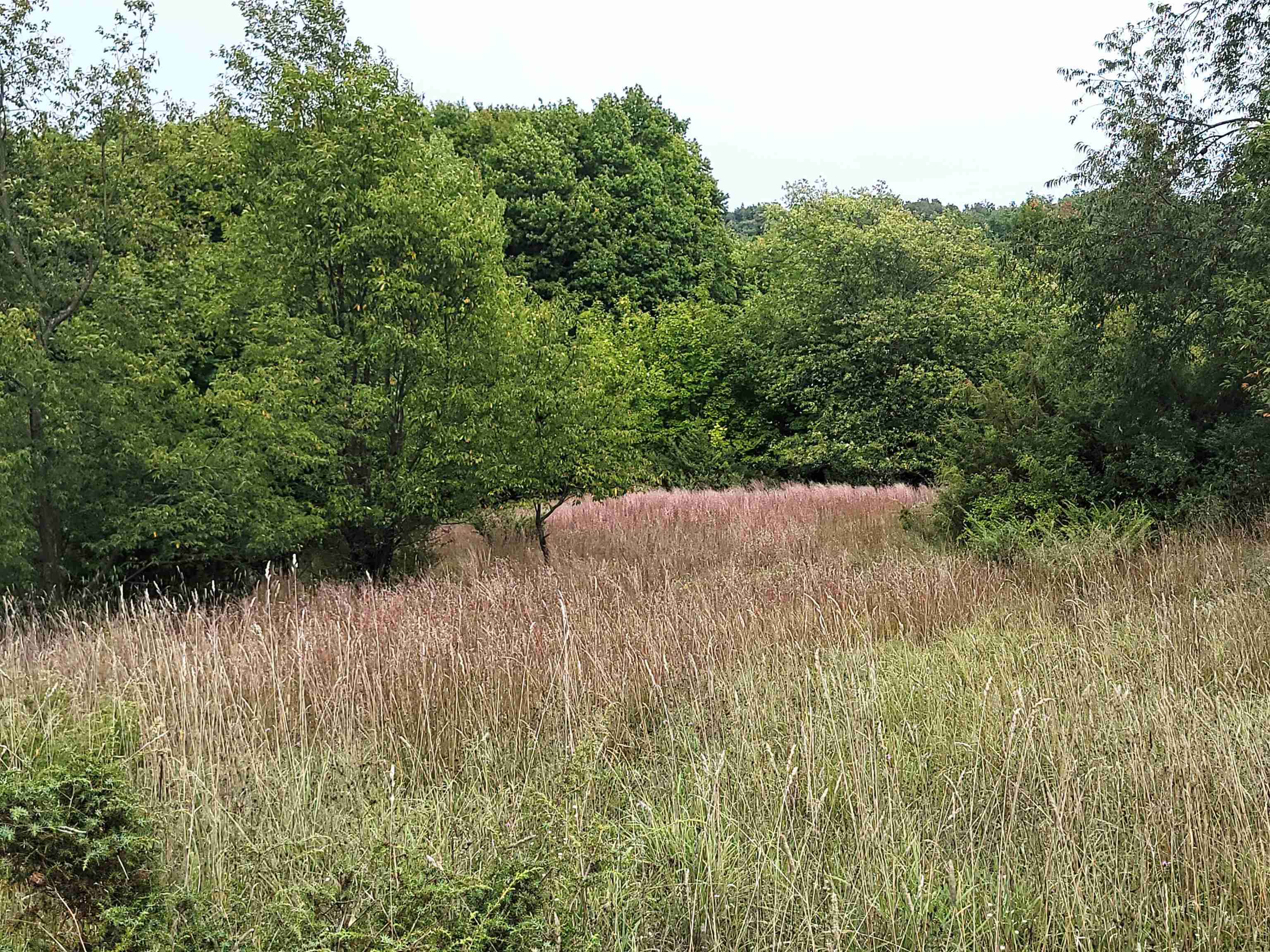 0 Plum Valley Road Northwest Alden, MI 49612 - Photo 1 of 18