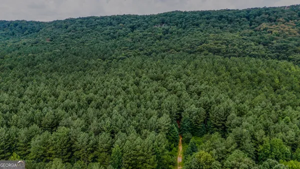 a view of a lush green forest