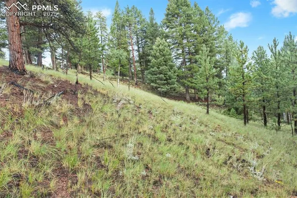 a view of forest