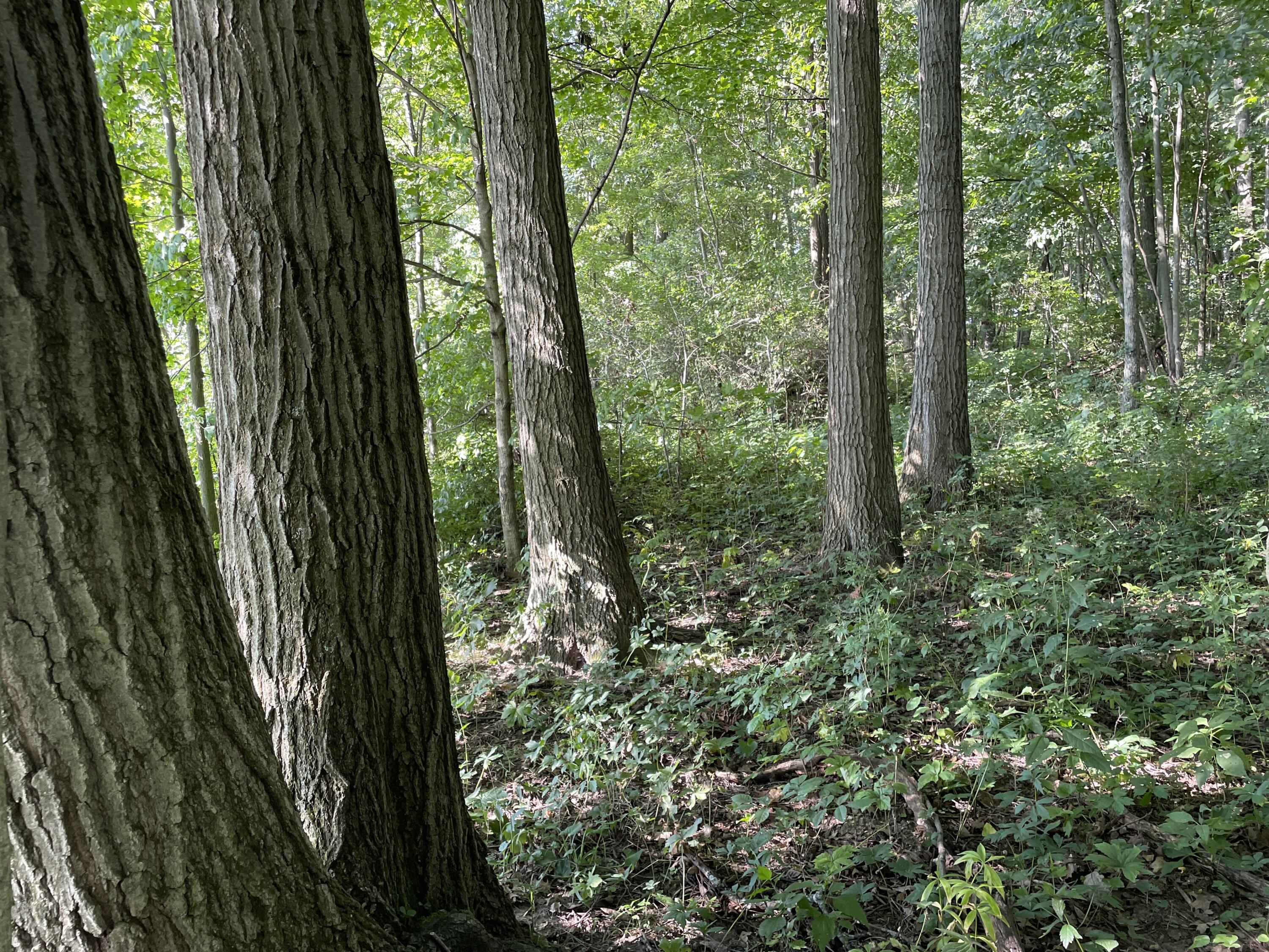 0 Perry Road Cable, OH 43009 - Photo 7 of 28