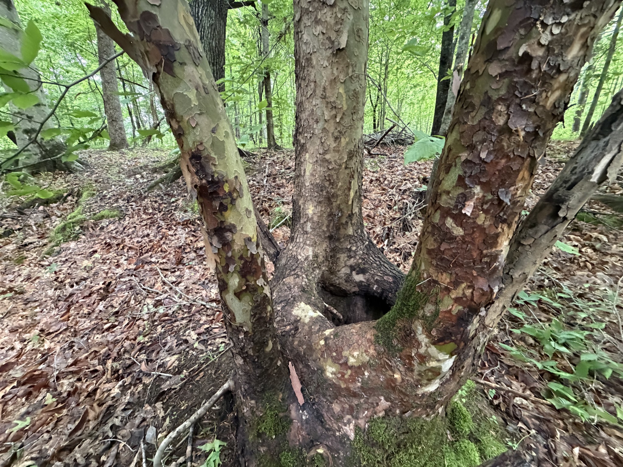 1490 Upper Standing Rock Road Dover, TN 37058 - Photo 20 of 26 a view of a trees in a yard