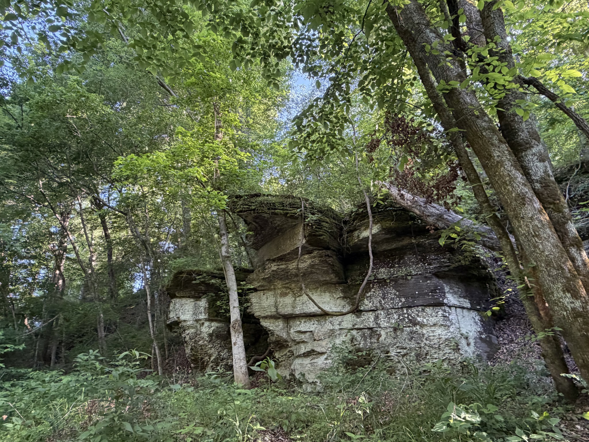 1490 Upper Standing Rock Road Dover, TN 37058 - Photo 22 of 26 a backyard of a house with lots of trees