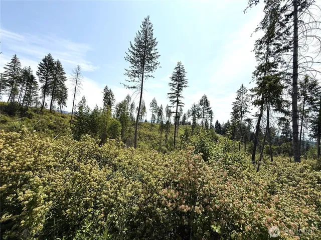 a view of a forest with trees in the background