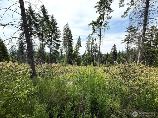 a view of a forest with a trees