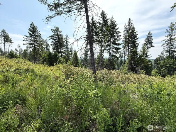 a view of a forest with a house