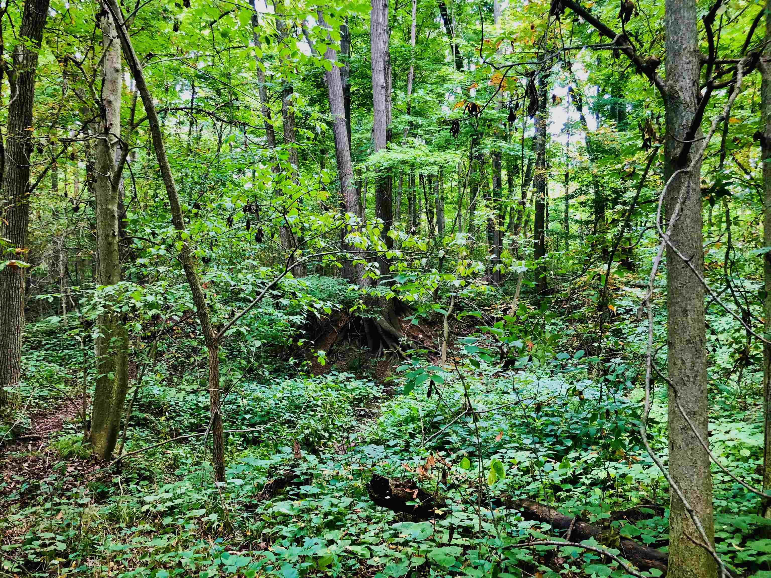 Tbd East Division Road Lagro, IN 46941 - Photo 13 of 20