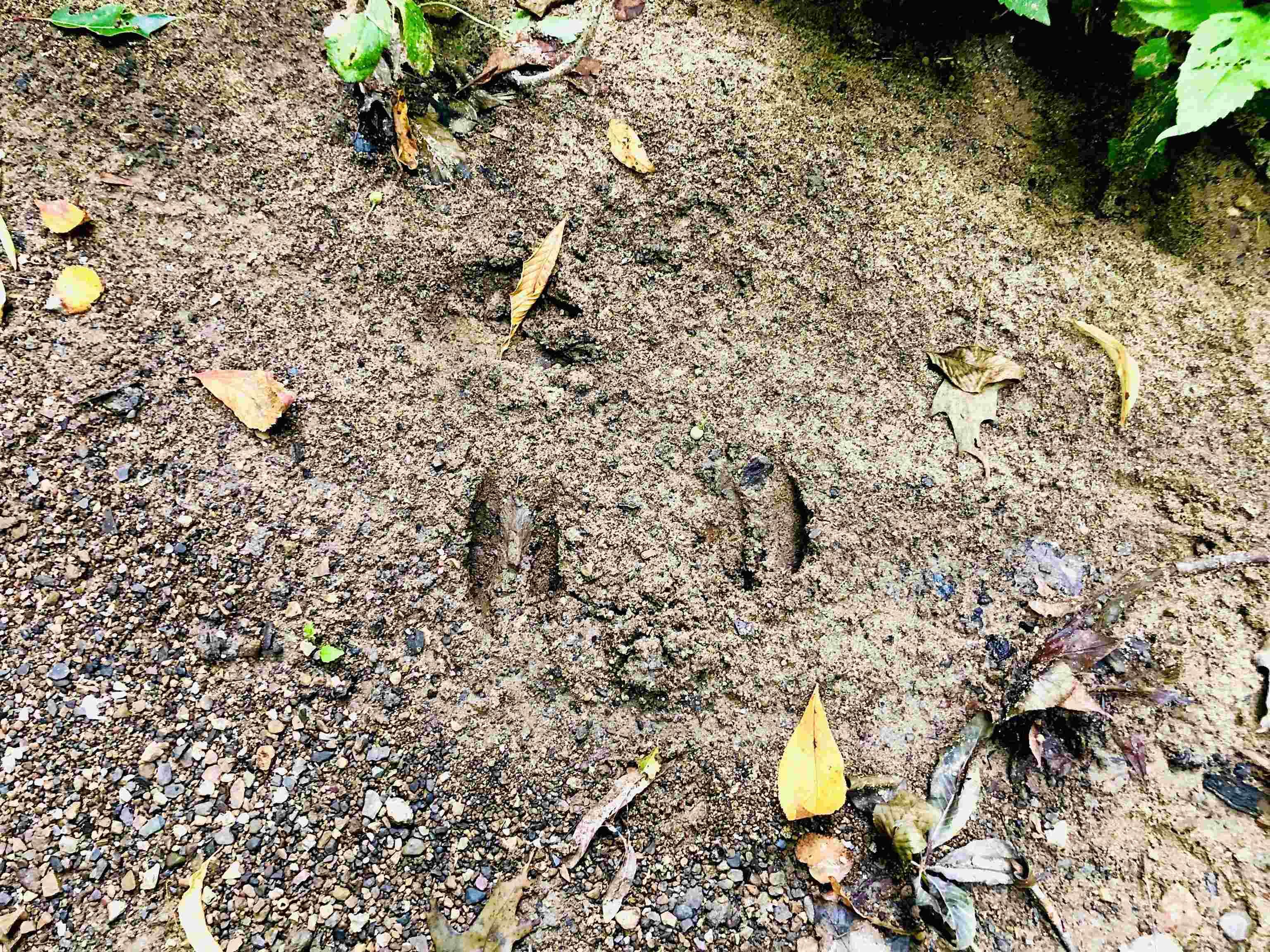 Tbd East Division Road Lagro, IN 46941 - Photo 15 of 20