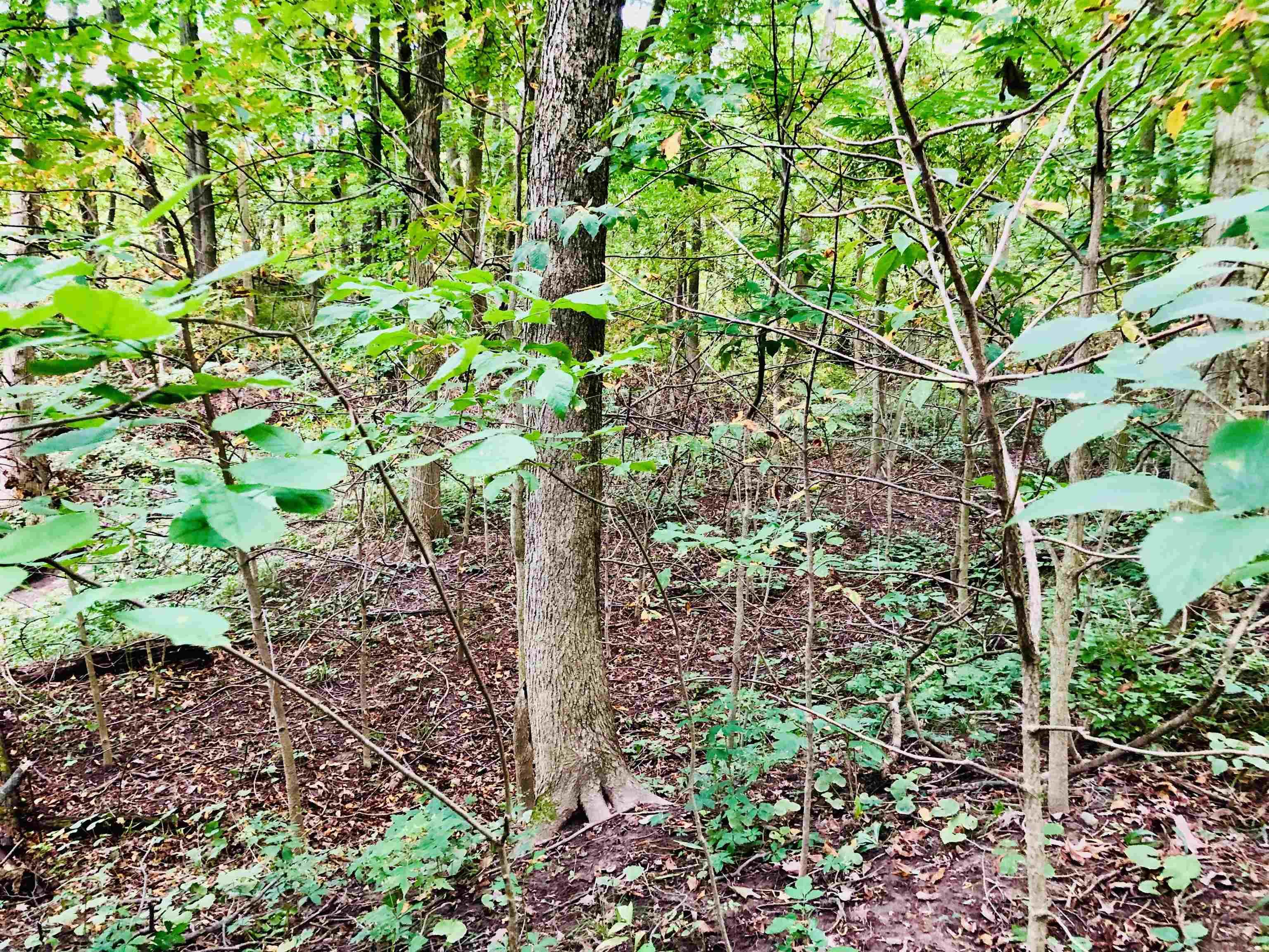 Tbd East Division Road Lagro, IN 46941 - Photo 16 of 20