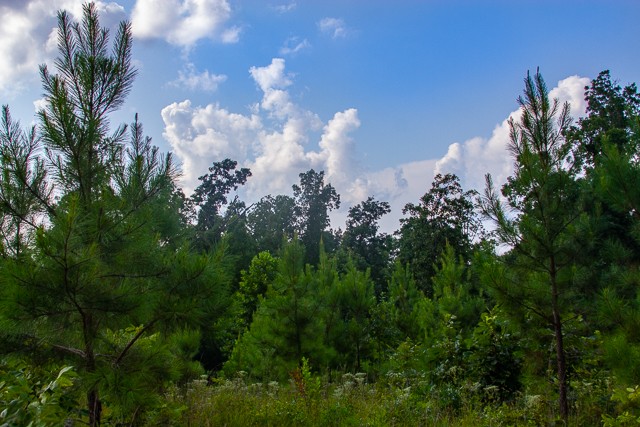 0 Persimmon Ridge Hohenwald, TN 38462 - Photo 11 of 25 Gallery Image 11