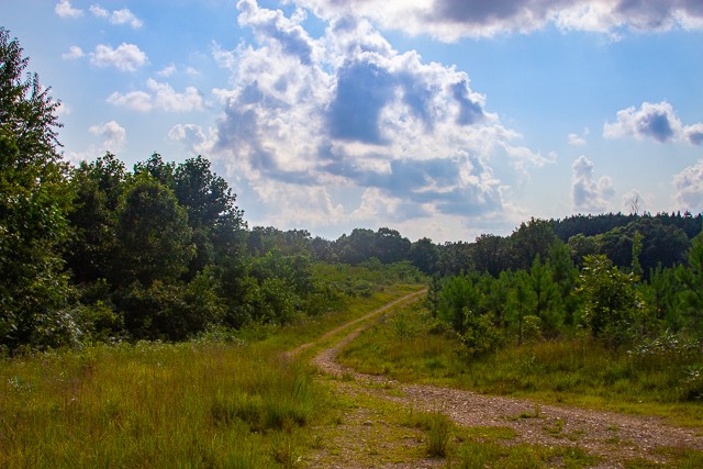 0 Persimmon Ridge Hohenwald, TN 38462 - Photo 12 of 25 Gallery Image 12