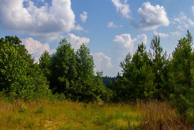 0 Persimmon Ridge Hohenwald, TN 38462 - Photo 14 of 25 Gallery Image 14